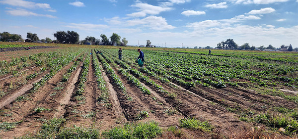 한인 교민들의 푸에블로 방문은 현재 1주일 내내 끊임없이 이어지고 있다.